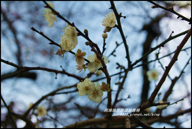 信義邱班長梅園15.JPG 信義邱班長梅園15.JPG