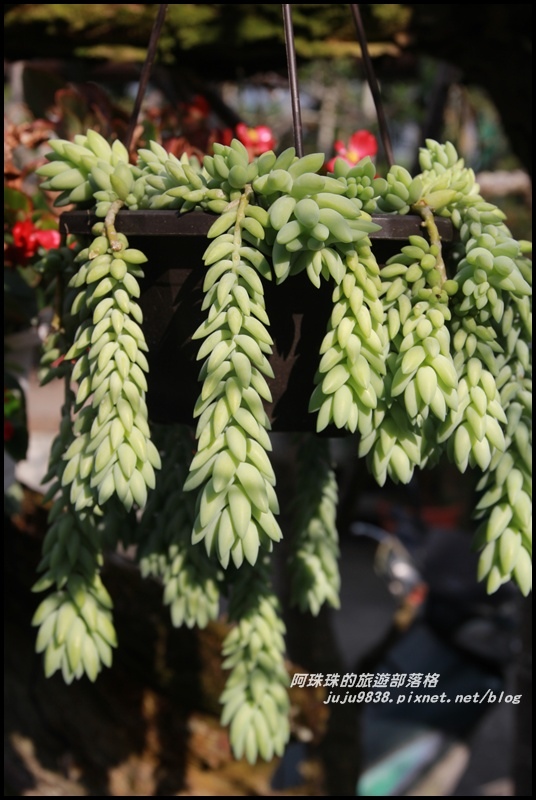 信義邱班長梅園17.JPG 信義邱班長梅園17.JPG