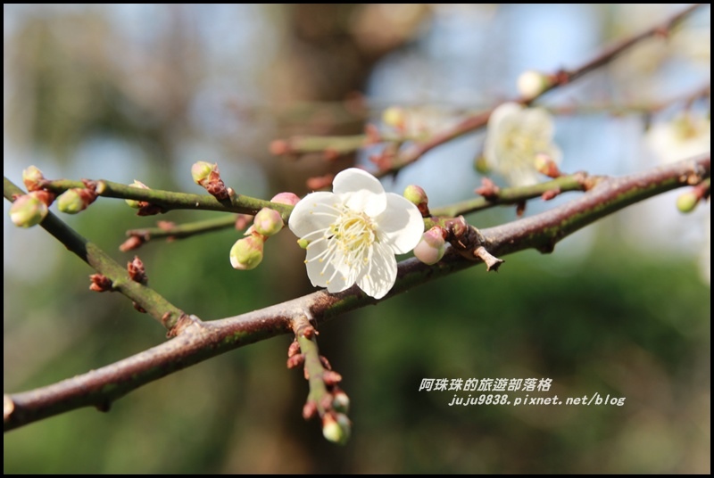 信義邱班長梅園18.JPG