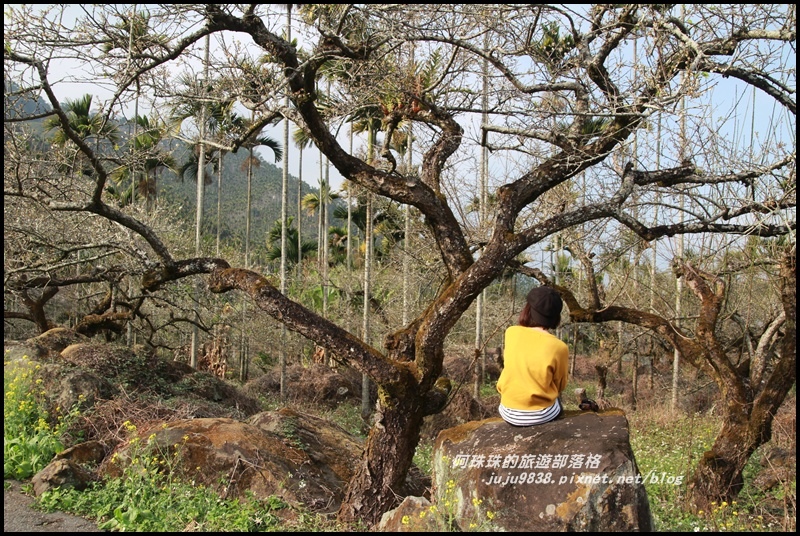 信義邱班長梅園19.JPG 信義邱班長梅園19.JPG