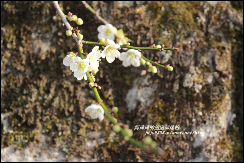 信義邱班長梅園21.JPG