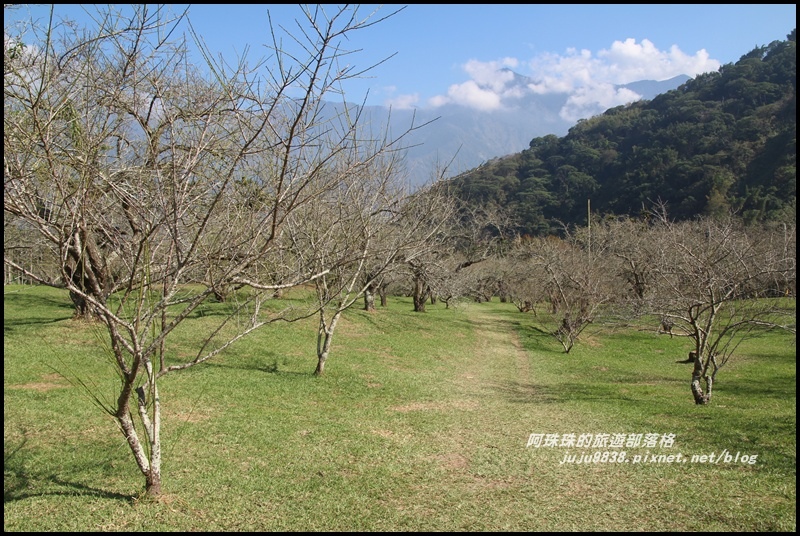 信義柳家梅園2.JPG