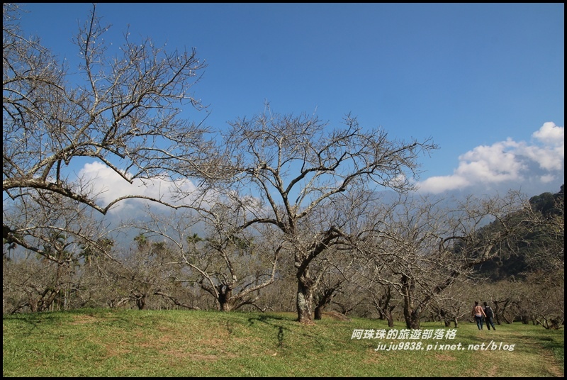 信義柳家梅園4.JPG 信義柳家梅園4.JPG