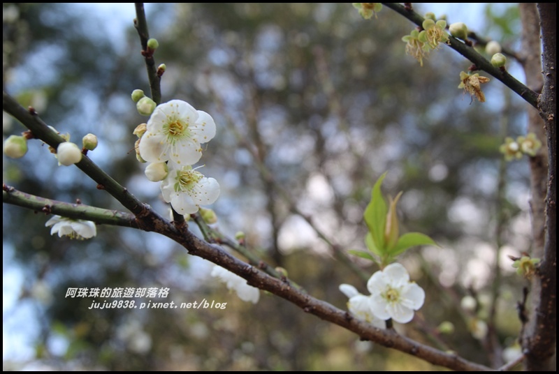 信義柳家梅園6.JPG 信義柳家梅園6.JPG