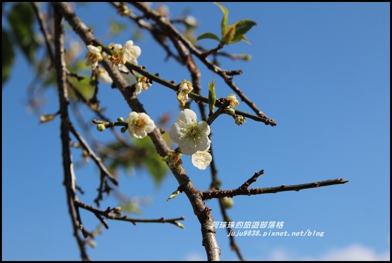 信義柳家梅園8.JPG 信義柳家梅園8.JPG