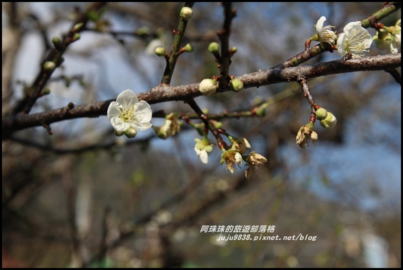 信義柳家梅園7.JPG 信義柳家梅園7.JPG