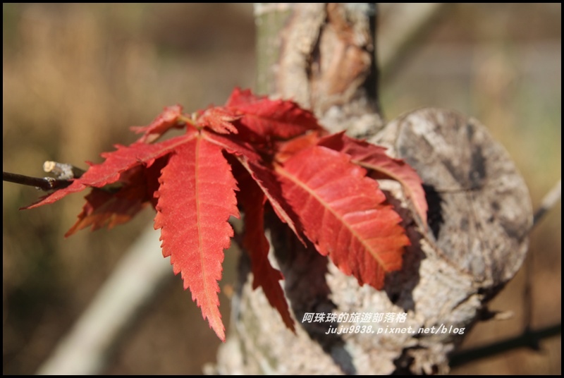 信義柳家梅園9.JPG 信義柳家梅園9.JPG