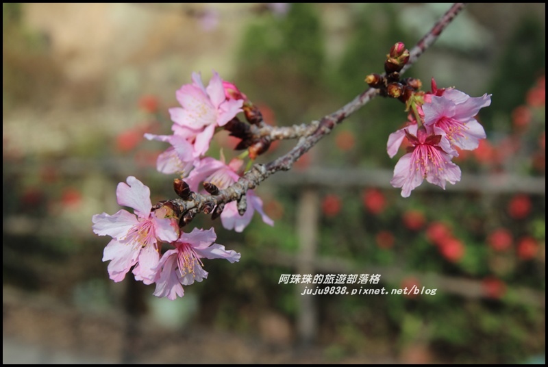 信義柳家梅園10.JPG 信義柳家梅園10.JPG