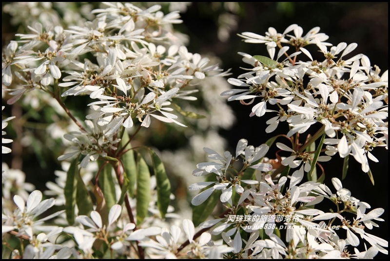 信義柳家梅園12.JPG 信義柳家梅園12.JPG