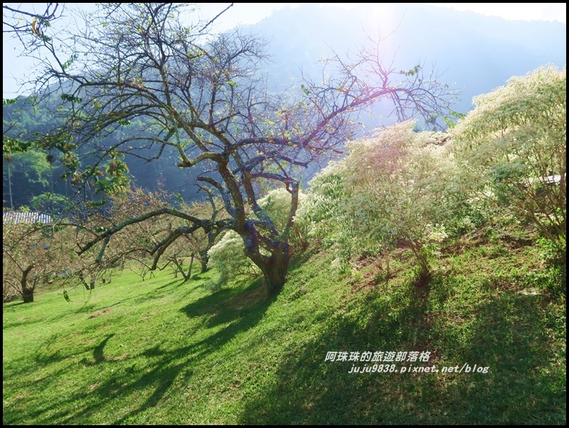 信義柳家梅園15.JPG 信義柳家梅園15.JPG