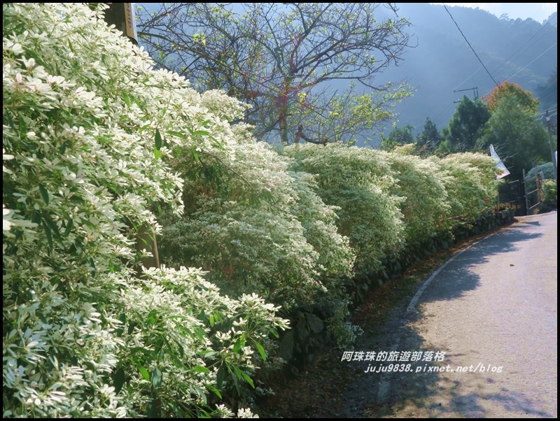 信義柳家梅園14.JPG