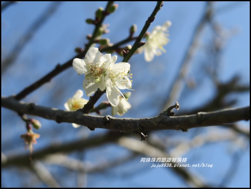 信義柳家梅園16.JPG 信義柳家梅園16.JPG