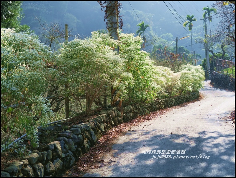 信義柳家梅園17.JPG 信義柳家梅園17.JPG