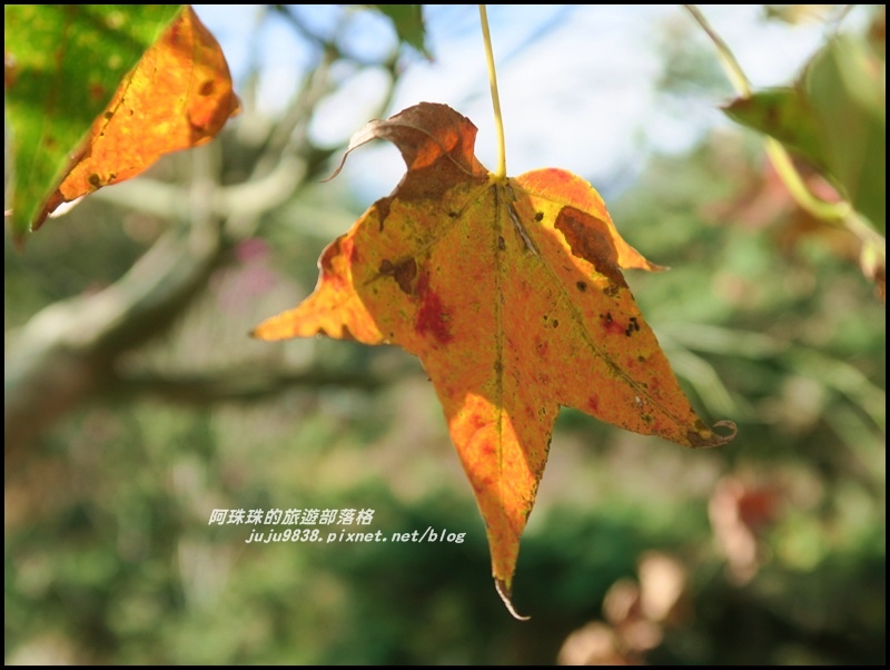 信義柳家梅園18.JPG 信義柳家梅園18.JPG