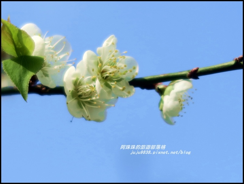 信義柳家梅園20.JPG 信義柳家梅園20.JPG