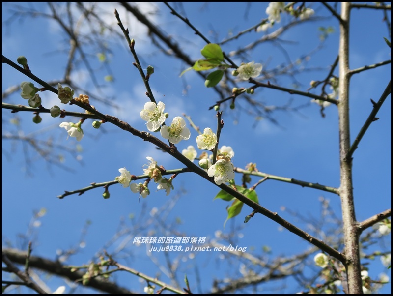 信義柳家梅園19.JPG 信義柳家梅園19.JPG