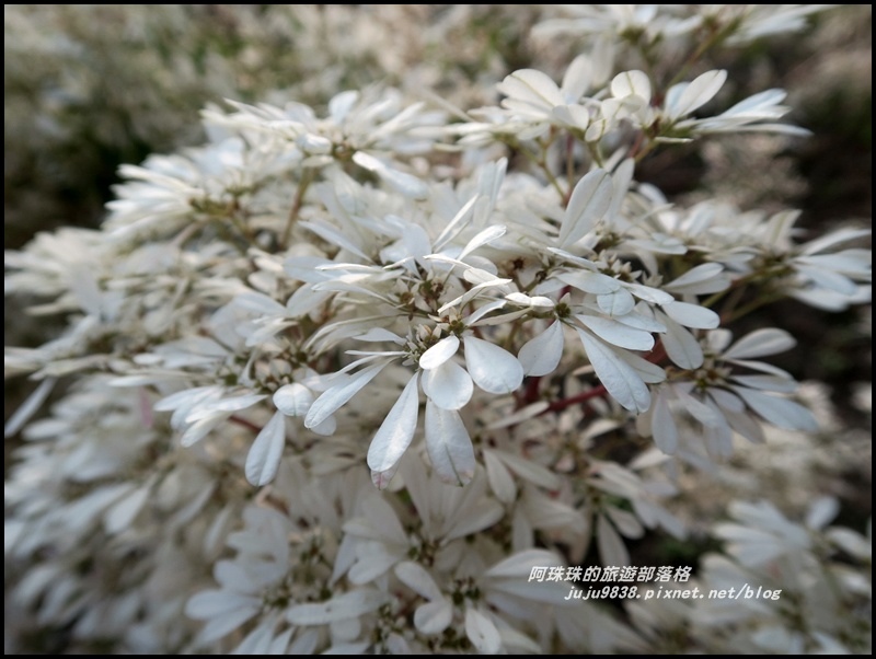 信義柳家梅園22.JPG 信義柳家梅園22.JPG