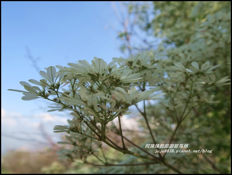 信義柳家梅園25.JPG 信義柳家梅園25.JPG