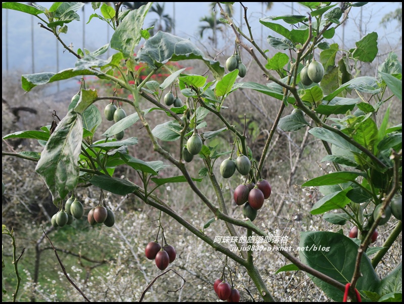 信義烏松崙石家梅園2.JPG 信義烏松崙石家梅園2.JPG