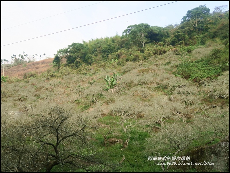 信義烏松崙石家梅園1.JPG 信義烏松崙石家梅園1.JPG