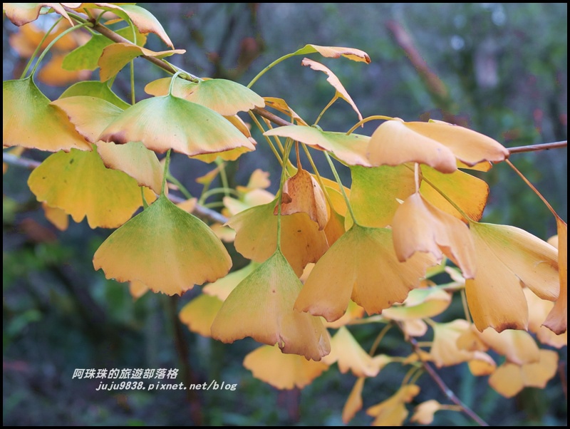 信義烏松崙石家梅園4.JPG 信義烏松崙石家梅園4.JPG