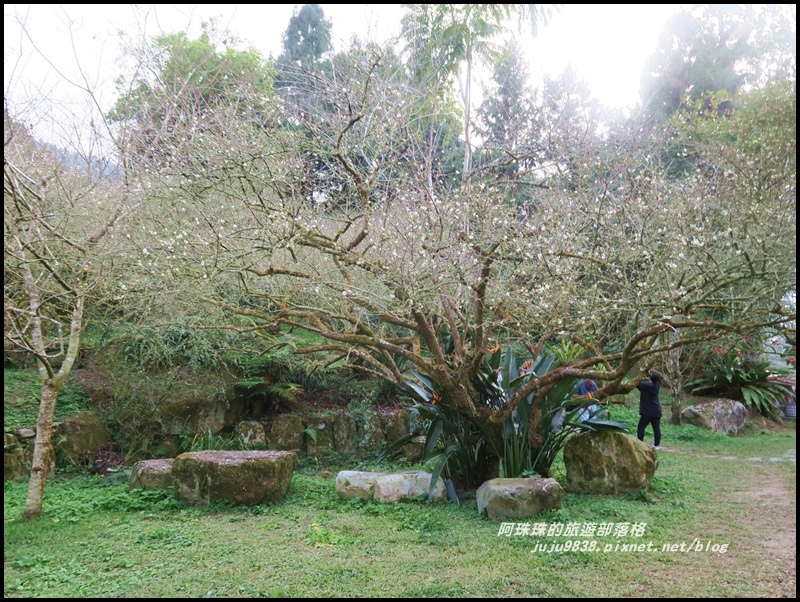 信義烏松崙石家梅園3.JPG