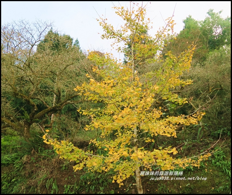 信義烏松崙石家梅園5.JPG 信義烏松崙石家梅園5.JPG