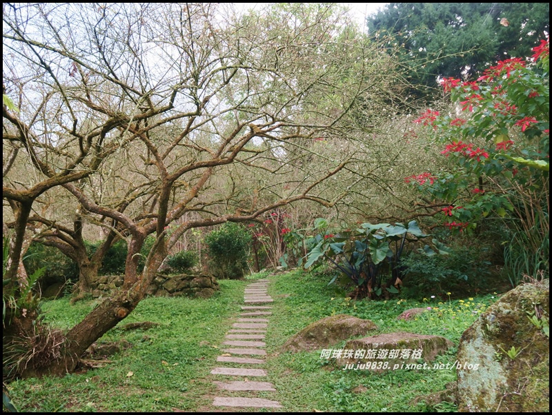 信義烏松崙石家梅園6.JPG