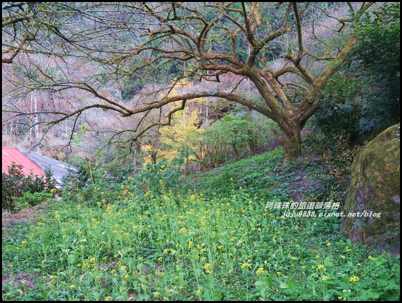 信義烏松崙石家梅園7.JPG 信義烏松崙石家梅園7.JPG