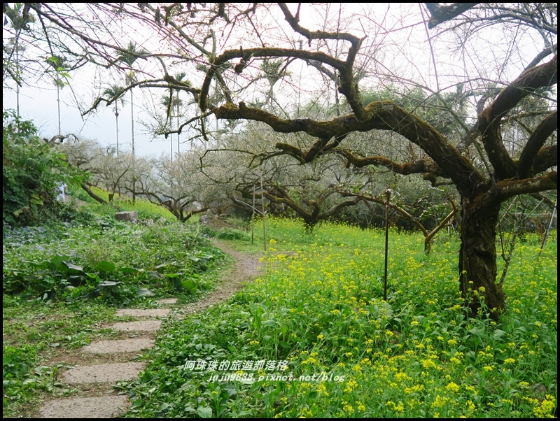 信義烏松崙石家梅園10.JPG