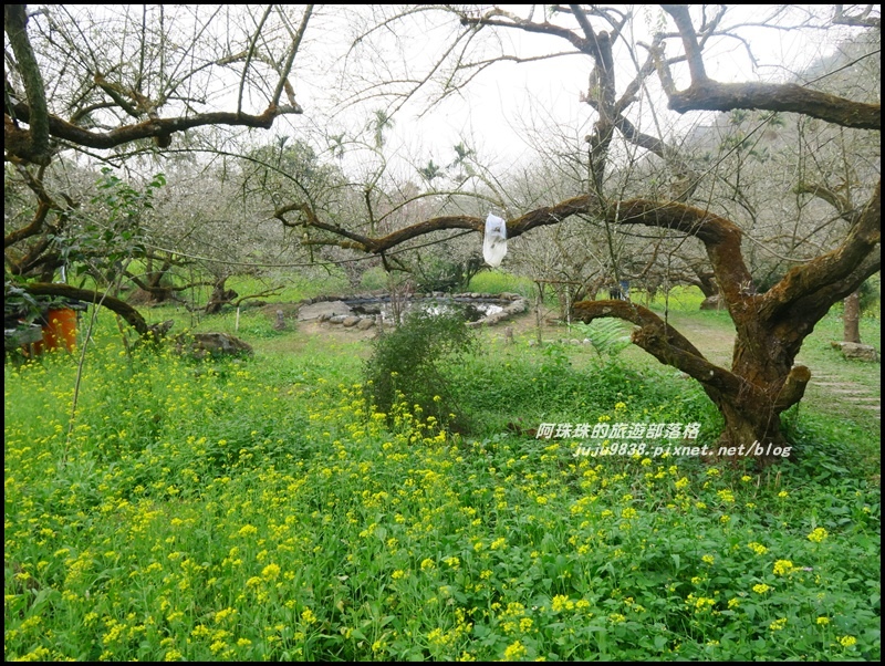 信義烏松崙石家梅園9.JPG 信義烏松崙石家梅園9.JPG