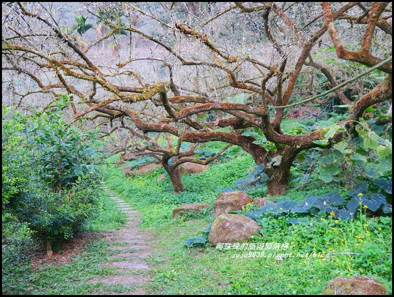 信義烏松崙石家梅園11.JPG