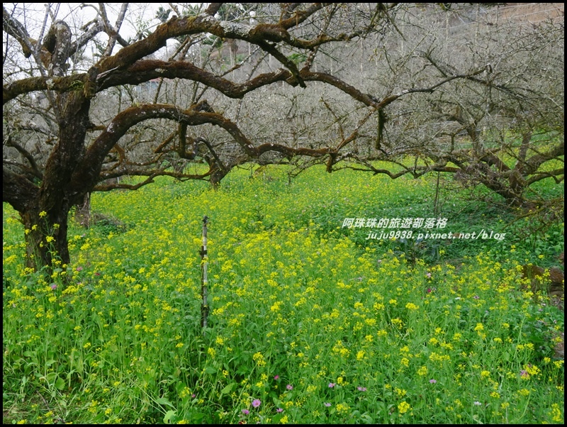 信義烏松崙石家梅園12.JPG