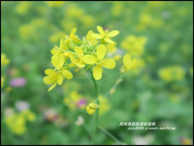 信義烏松崙石家梅園15.JPG 信義烏松崙石家梅園15.JPG