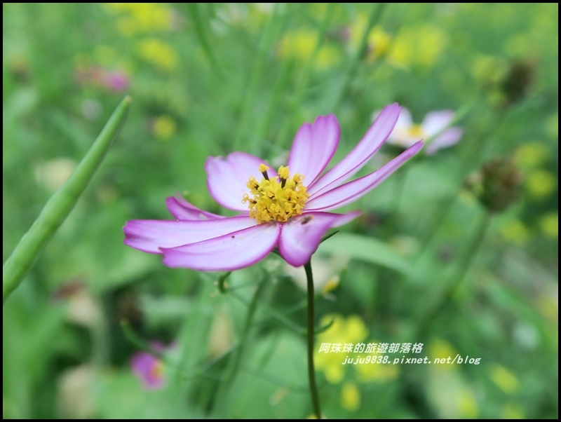 信義烏松崙石家梅園14.JPG