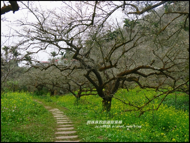 信義烏松崙石家梅園16.JPG 信義烏松崙石家梅園16.JPG