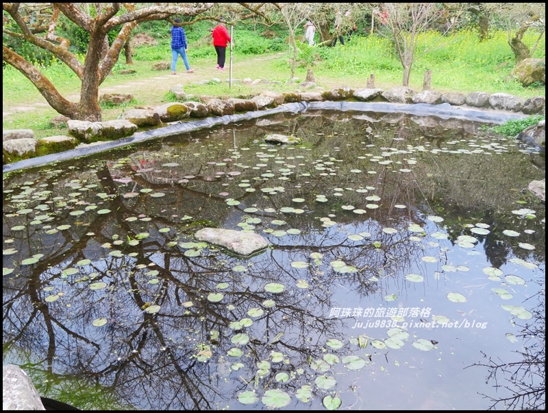 信義烏松崙石家梅園17.JPG