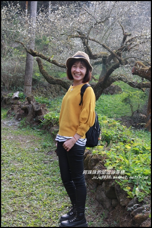 信義烏松崙石家梅園18.JPG 信義烏松崙石家梅園18.JPG