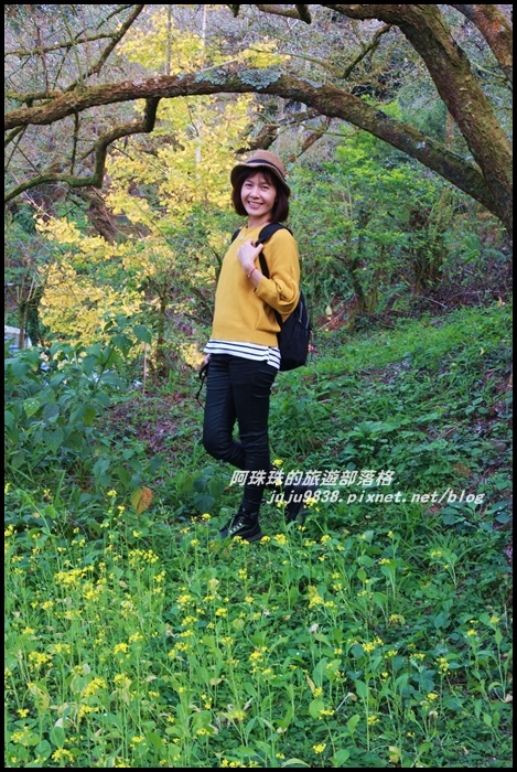 信義烏松崙石家梅園19.JPG 信義烏松崙石家梅園19.JPG