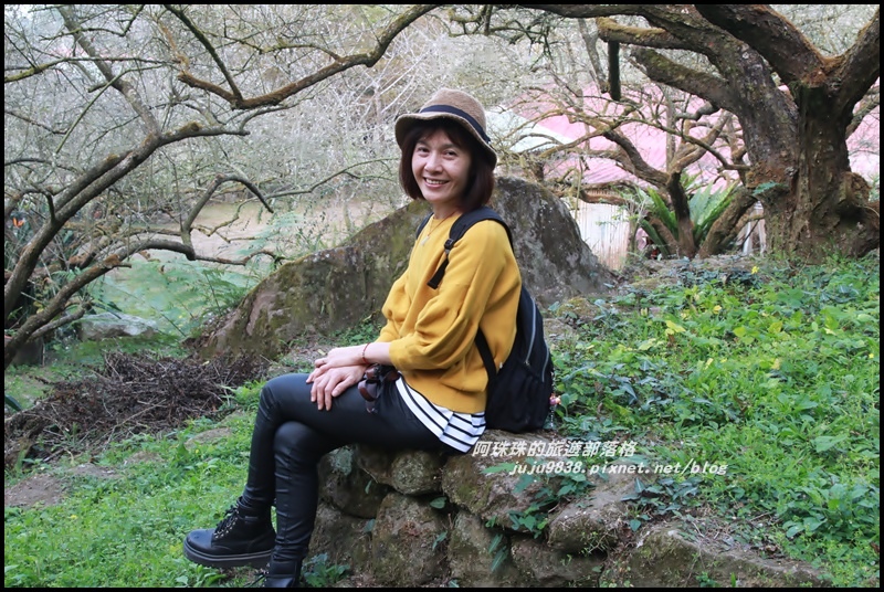 信義烏松崙石家梅園20.JPG 信義烏松崙石家梅園20.JPG