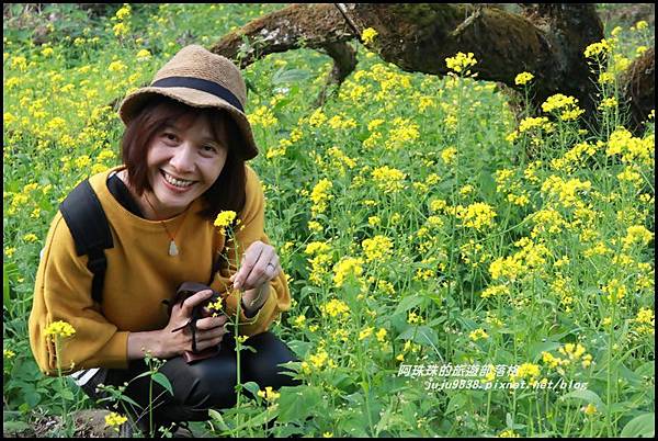 信義烏松崙石家梅園21.JPG