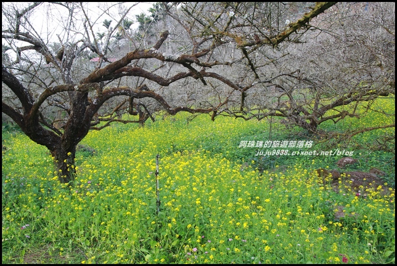 信義烏松崙石家梅園24.JPG