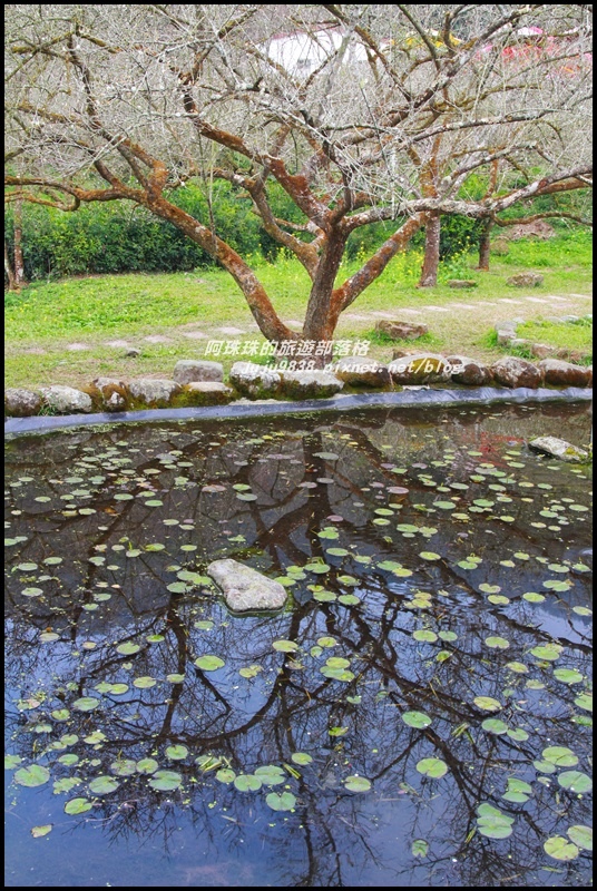 信義烏松崙石家梅園23.JPG