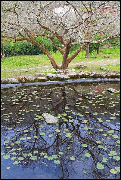 信義烏松崙石家梅園23.JPG