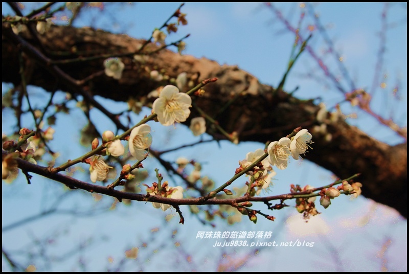 信義烏松崙賞梅3.JPG 信義烏松崙賞梅3.JPG
