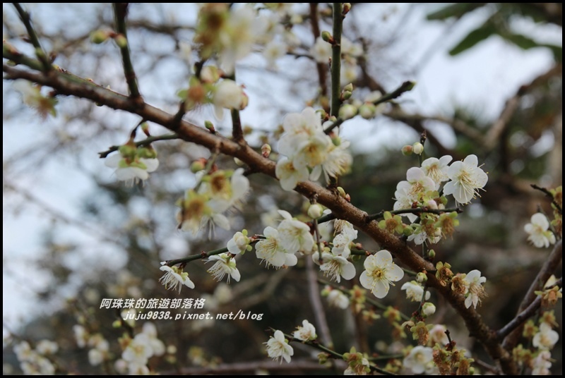 信義烏松崙賞梅5.JPG 信義烏松崙賞梅5.JPG