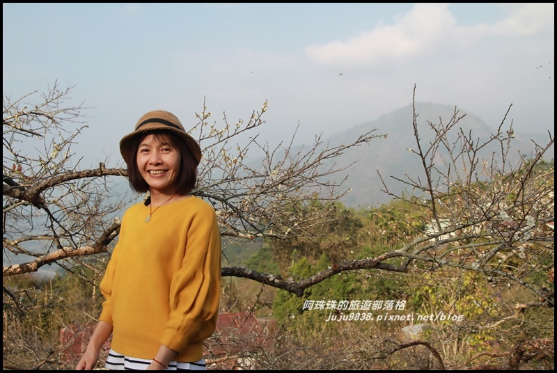 信義烏松崙賞梅4.JPG 信義烏松崙賞梅4.JPG