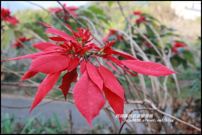 信義烏松崙賞梅6.JPG 信義烏松崙賞梅6.JPG