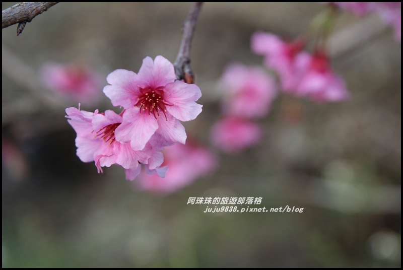 信義烏松崙賞梅7.JPG 信義烏松崙賞梅7.JPG