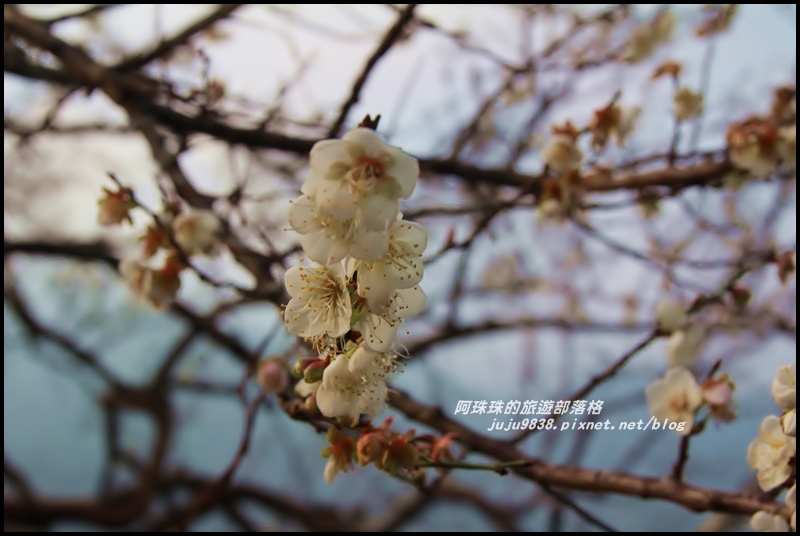 信義烏松崙賞梅9.JPG 信義烏松崙賞梅9.JPG